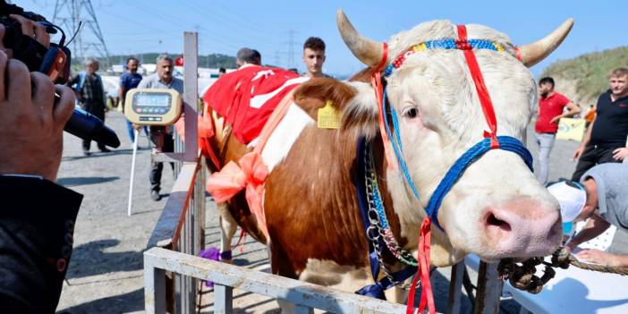 Kurbanlık güzellik yarışması düzenlendi!