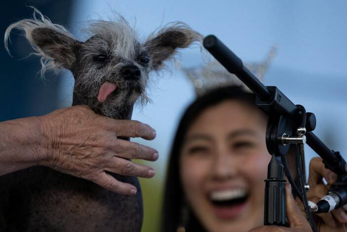 Karşınızda dünyanın en çirkin köpeği 3