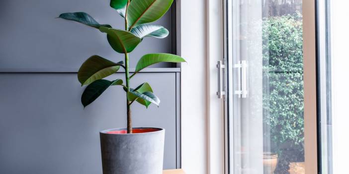 Evdeki Tozu Yok Eden Ve Havayı Temizleyen Bitkiler! Çok Yararlı Bitkiler