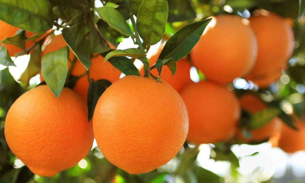 Uyumada Sorun Yaşayanlar Bu Meyveler İşinize Çok Yarayacak! Kolay Uyuma Yöntemi 5