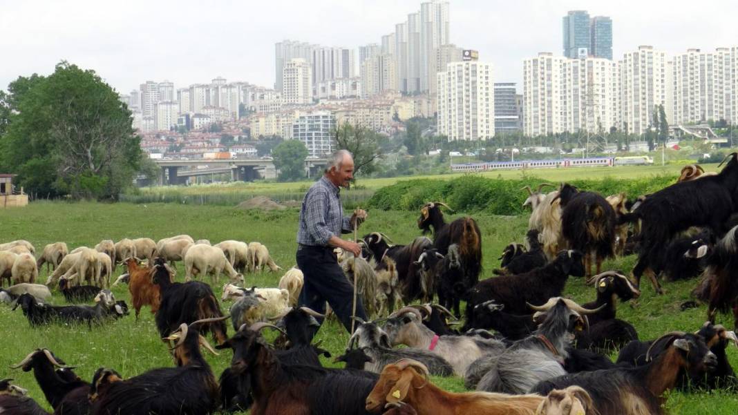 İstanbul'un ortasındaki yayla görenleri hayreye düşürüyor! 1