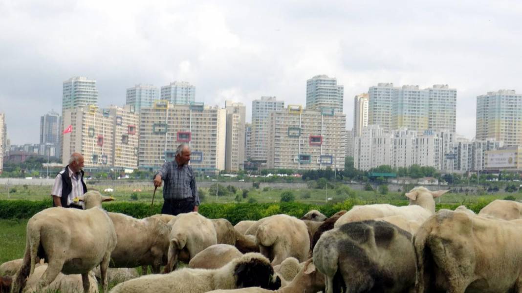 İstanbul'un ortasındaki yayla görenleri hayreye düşürüyor! 2