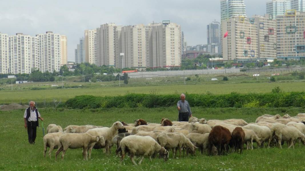 İstanbul'un ortasındaki yayla görenleri hayreye düşürüyor! 3