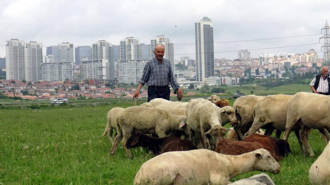 İstanbul'un ortasındaki yayla görenleri hayreye düşürüyor! 4