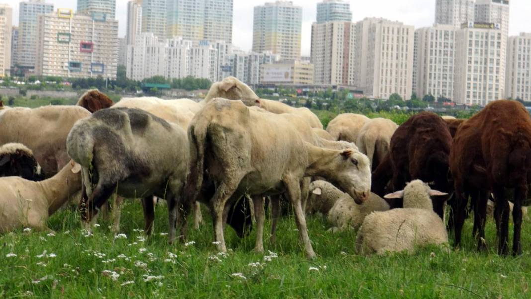 İstanbul'un ortasındaki yayla görenleri hayreye düşürüyor! 6