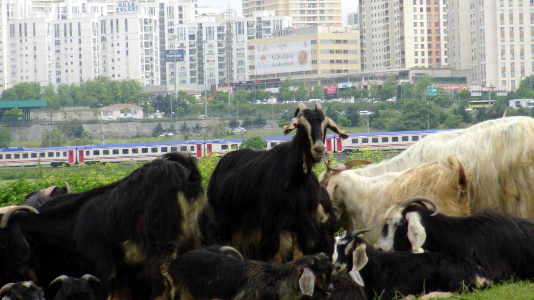 İstanbul'un ortasındaki yayla görenleri hayreye düşürüyor! 7