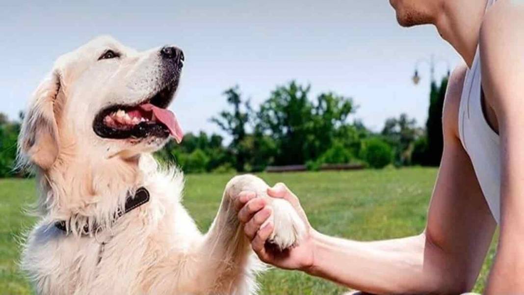 Evde Köpek Besleyenler Dİkkat! Uzmanlar Uyarıyor! Bunları Mutlaka Yapın 6