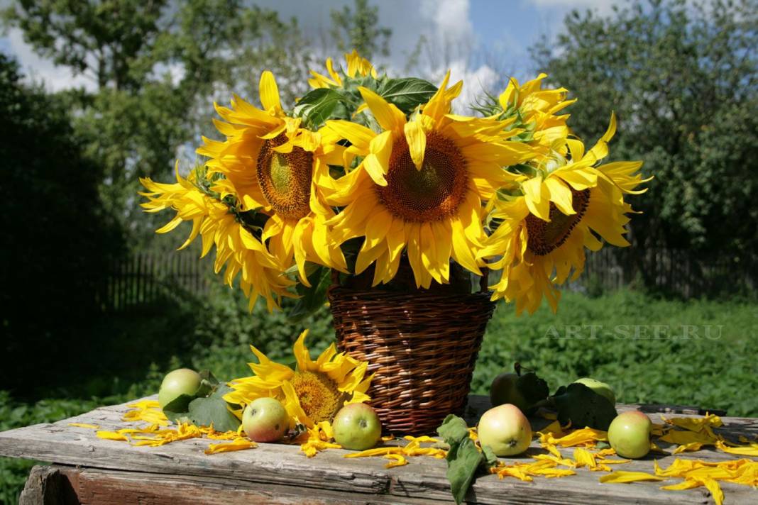 Ayçiçeği Ne Zaman Ekilir? Ayçiçeği Nasıl Ekilir? Ayçiçeği Nasıl Sulanır? 3