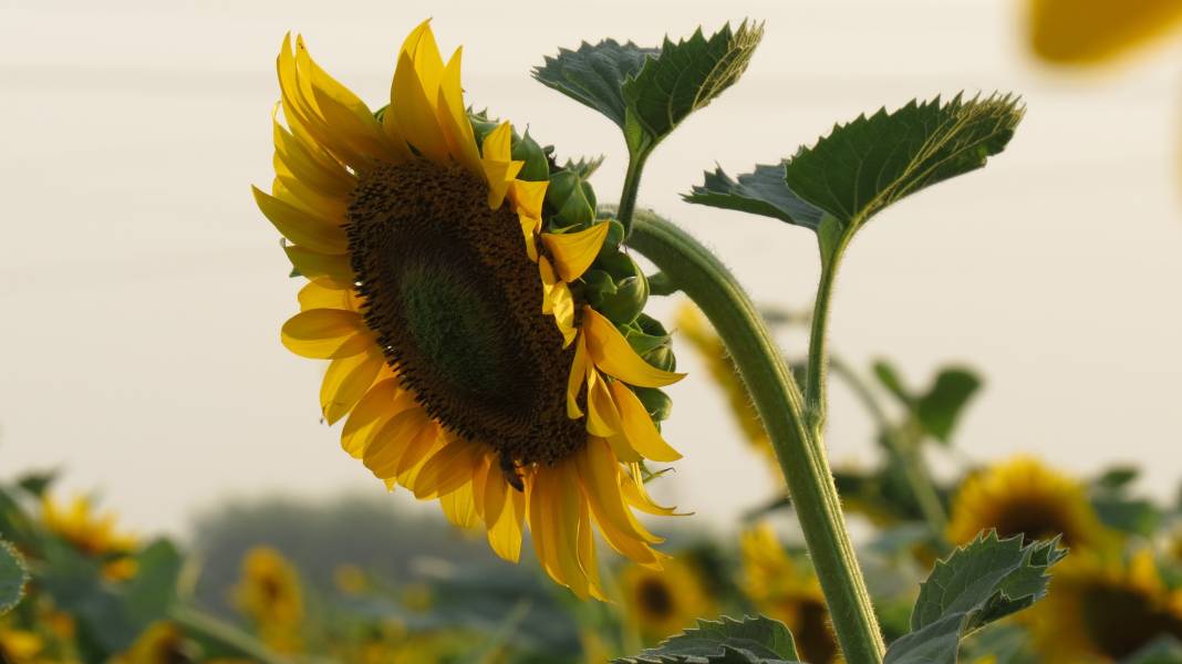 Ayçiçeği Ne Zaman Ekilir? Ayçiçeği Nasıl Ekilir? Ayçiçeği Nasıl Sulanır? 5