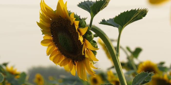 Ayçiçeği Ne Zaman Ekilir? Ayçiçeği Nasıl Ekilir? Ayçiçeği Nasıl Sulanır?