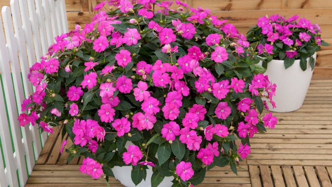 Cam Güzelinin Bakımı Nasıl Yapılır! Ne Zaman Ekilir! Sulaması Nasıl Yapılır 2