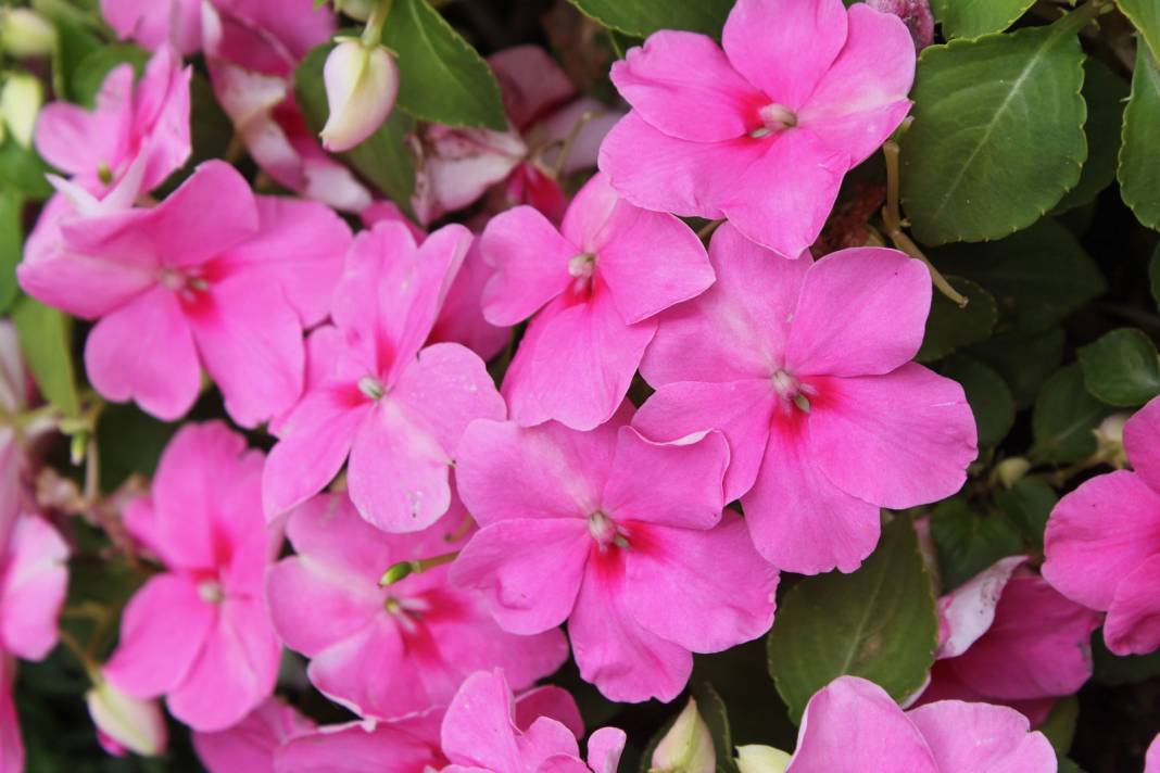 Cam Güzelinin Bakımı Nasıl Yapılır! Ne Zaman Ekilir! Sulaması Nasıl Yapılır 4