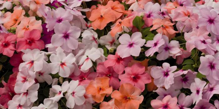 Cam Güzelinin Bakımı Nasıl Yapılır! Ne Zaman Ekilir! Sulaması Nasıl Yapılır