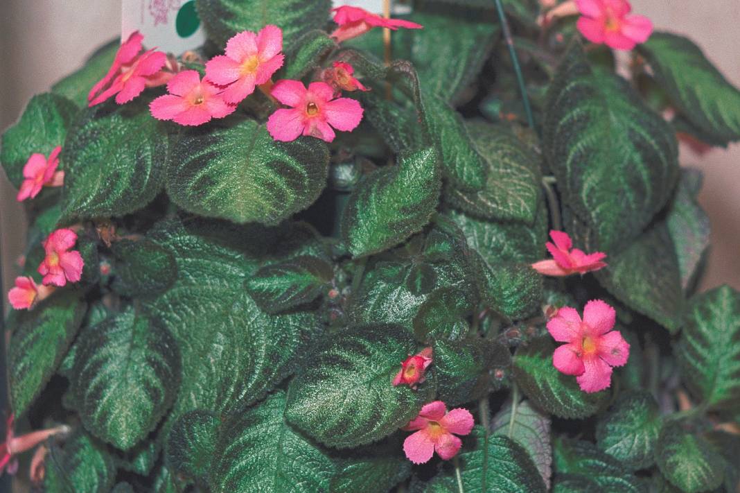 Odası Az Işık Alanlar! Bunları Yaparsanız Odanız Daha Fazla Işık Alacak! İşte Çözümü 4