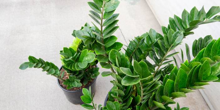 Odası Az Işık Alanlar! Bunları Yaparsanız Odanız Daha Fazla Işık Alacak! İşte Çözümü