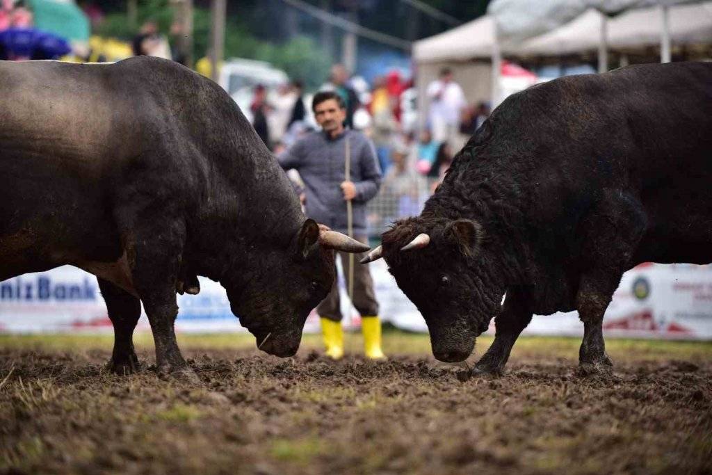 Kafkasör Festivali’nin 3. gününde 32 boğa güreşti, izleyenler seyir zevkine doyamadı, işte o muhteşem anlar 1