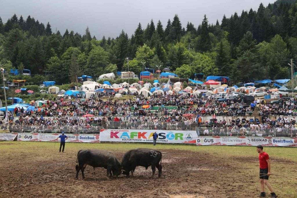 Kafkasör Festivali’nin 3. gününde 32 boğa güreşti, izleyenler seyir zevkine doyamadı, işte o muhteşem anlar 2