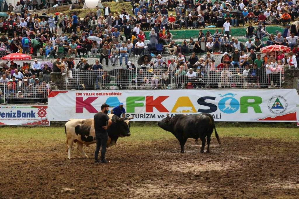 Kafkasör Festivali’nin 3. gününde 32 boğa güreşti, izleyenler seyir zevkine doyamadı, işte o muhteşem anlar 3