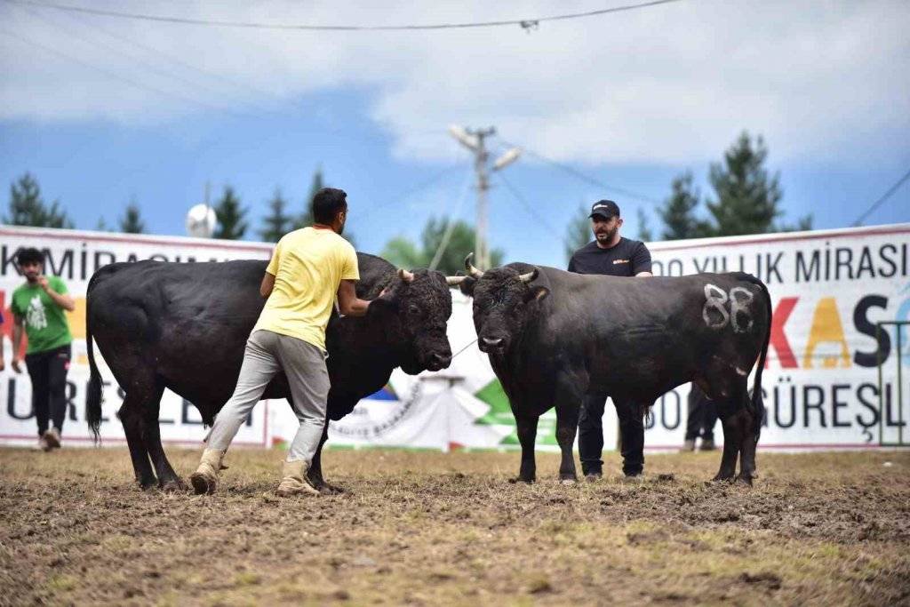 Kafkasör Festivali’nin 3. gününde 32 boğa güreşti, izleyenler seyir zevkine doyamadı, işte o muhteşem anlar 8