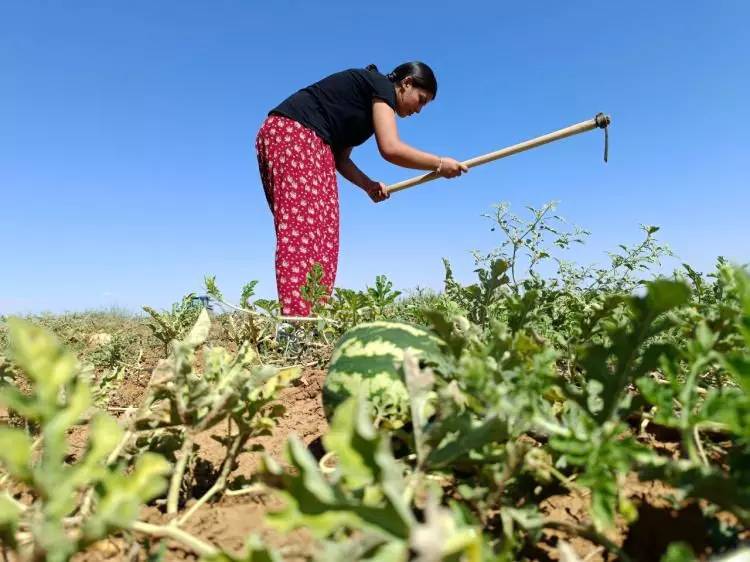 Tıp fakülteli hanımağa herkese örnek oluyor, Tarladan Tıp fakültesine! 2