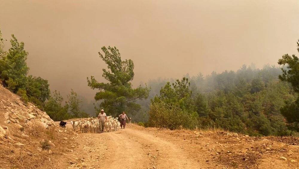 Çanakkale yangını giderek büyüyor, Bakanlık ve AFAD'dan üst üste kritik açıklamalar 12