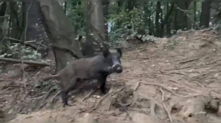 İstanbul'da şehir merkezini domuzlar bastı, ilçe sakinleri korku dolu anlar yaşadı 2