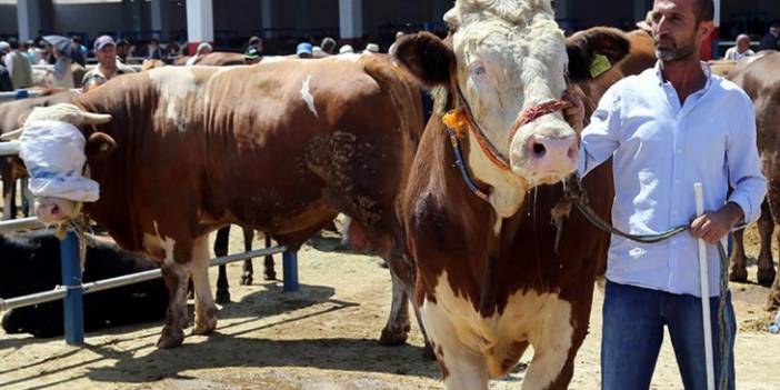 Kurban alacaklar acele edin! Bayrama sayılı günler kala fiyatlar değişti! Büyük ve küçük baş kurbanlık fiyatları ne kadar? 2024