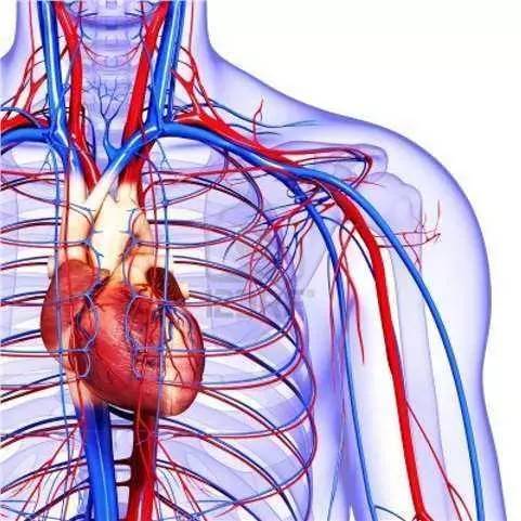 Meğer öncesinde bu belirtiyi veriyormuş! Kalp krizi belirtileri neler? 24