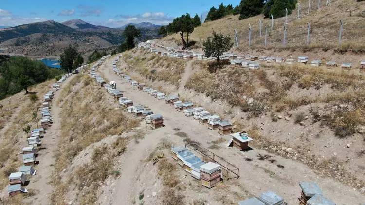 Kanser tedavisinde iyileştirme sürecini hızlandırıyor! Altın değerinde gramı 2 bin beş yüz TL'den satılıyor 2