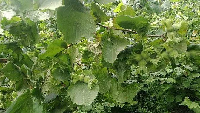 Çalışmalar herkesi heyecanlandırdı! Kanserin tedavisi Karadeniz'den mi çıktı?  İşte tümör öldürücü o bitki 5