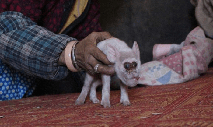 Domuz ve maymundan yeni bir hayvan türü üretildi! 6