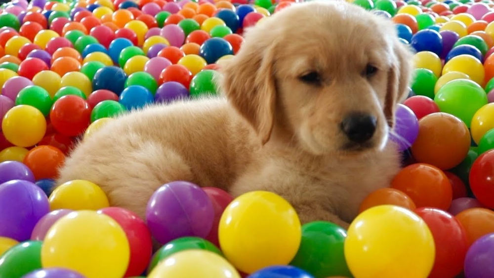 Resmi Gazete'de yayımlandı, toplu taşımalar için evcil hayvan kararı 1