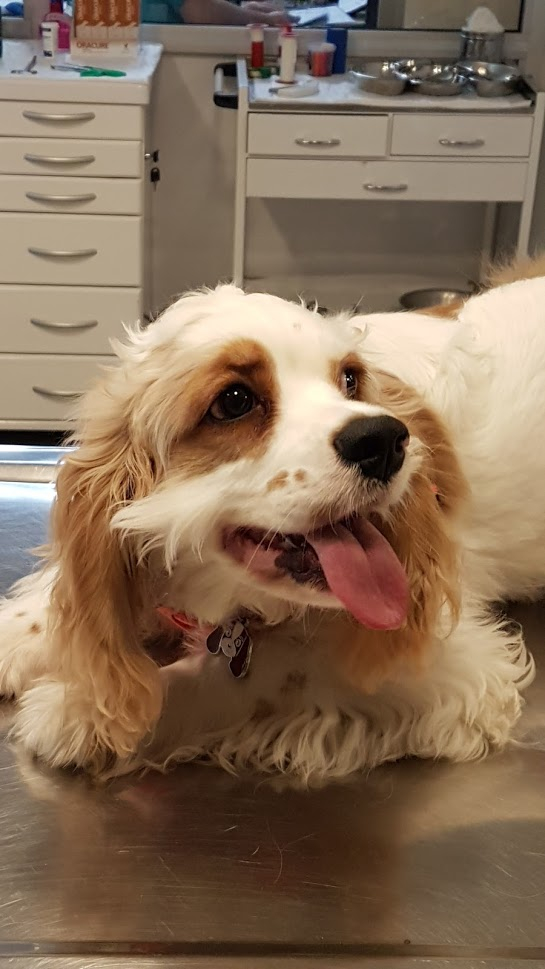 Resmi Gazete'de yayımlandı, toplu taşımalar için evcil hayvan kararı 11