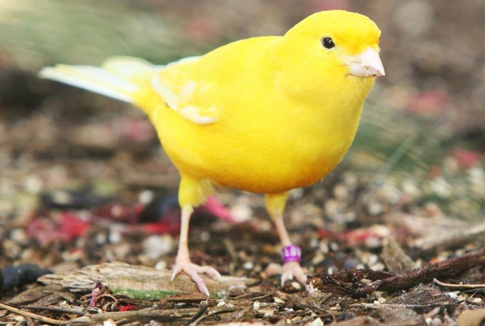 Resmi Gazete'de yayımlandı, toplu taşımalar için evcil hayvan kararı 2