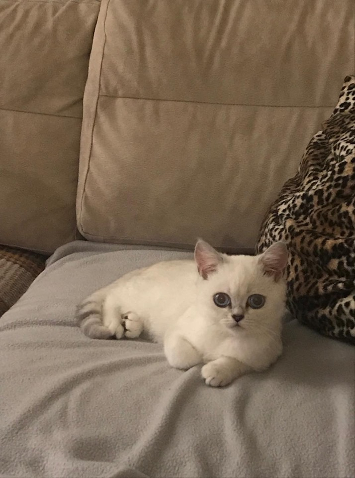 Resmi Gazete'de yayımlandı, toplu taşımalar için evcil hayvan kararı 3