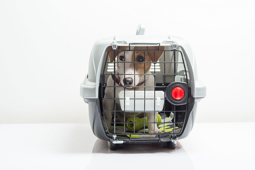 Resmi Gazete'de yayımlandı, toplu taşımalar için evcil hayvan kararı 9