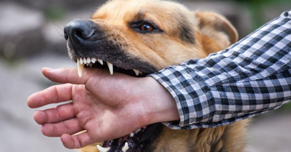 Köpek ile fotoğraf çektirmek isteyen kız, az kalsın suratını kaybediyordu! 10