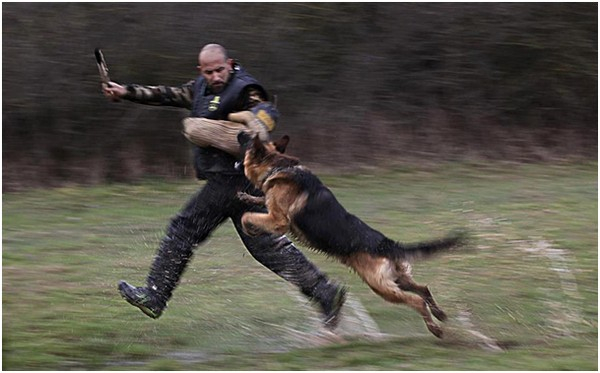 Köpek ile fotoğraf çektirmek isteyen kız, az kalsın suratını kaybediyordu! 11