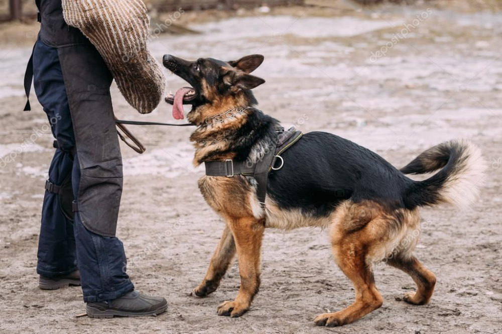 Köpek ile fotoğraf çektirmek isteyen kız, az kalsın suratını kaybediyordu! 7