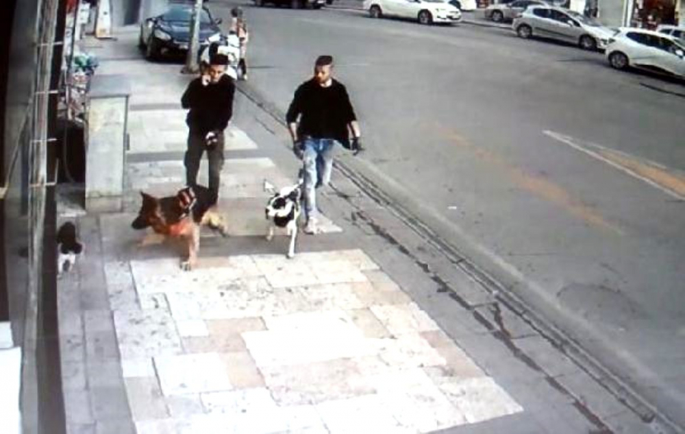 Köpek ile fotoğraf çektirmek isteyen kız, az kalsın suratını kaybediyordu! 9