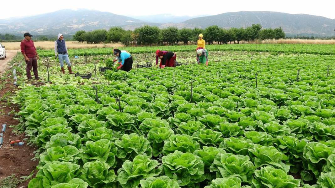 Tarlada 2, markette 20 lira! Yeşilliklerin fiyatı dibi gördü! 1