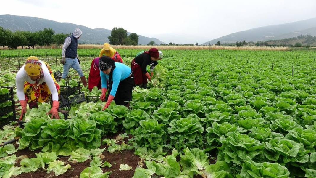 Tarlada 2, markette 20 lira! Yeşilliklerin fiyatı dibi gördü! 5