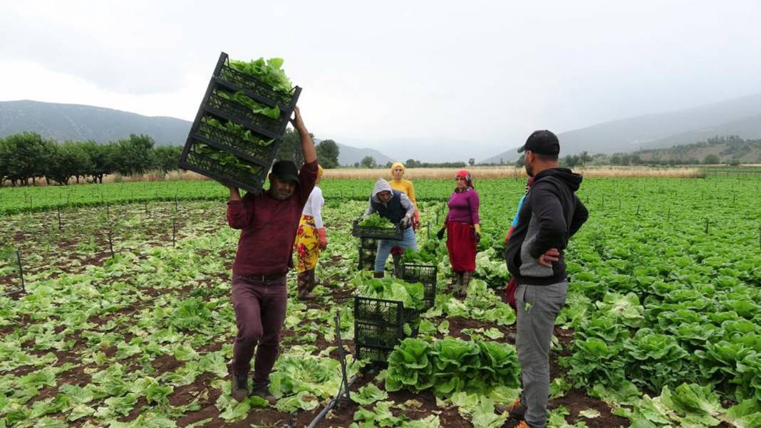 Tarlada 2, markette 20 lira! Yeşilliklerin fiyatı dibi gördü! 4