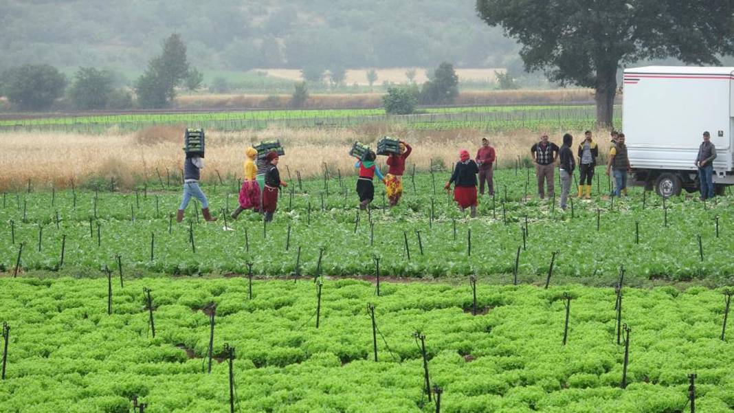 Tarlada 2, markette 20 lira! Yeşilliklerin fiyatı dibi gördü! 2