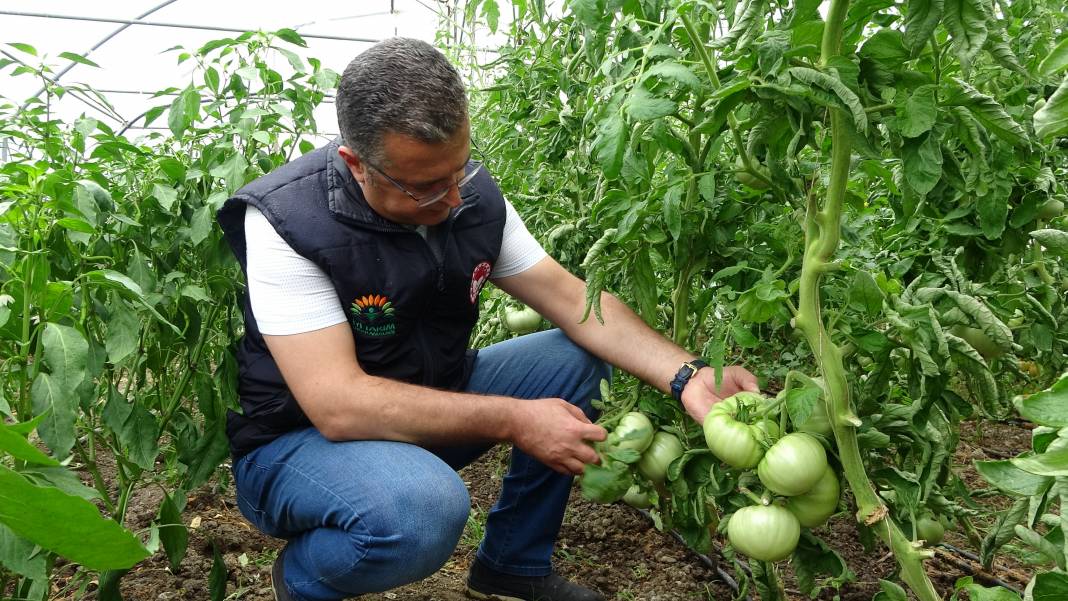 Örtü altında sebze-meyve yetiştiriyorlar! Devlet tarafından verilen destek ve teşviklerle, ülke ekonomisine katkı sağlıyorlar! 1