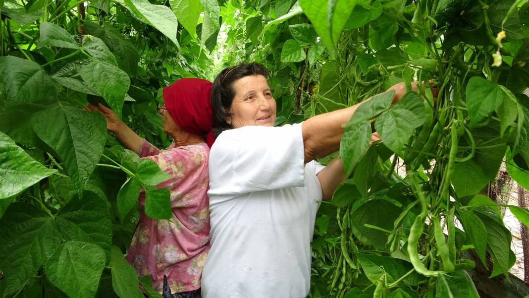 Örtü altında sebze-meyve yetiştiriyorlar! Devlet tarafından verilen destek ve teşviklerle, ülke ekonomisine katkı sağlıyorlar! 2