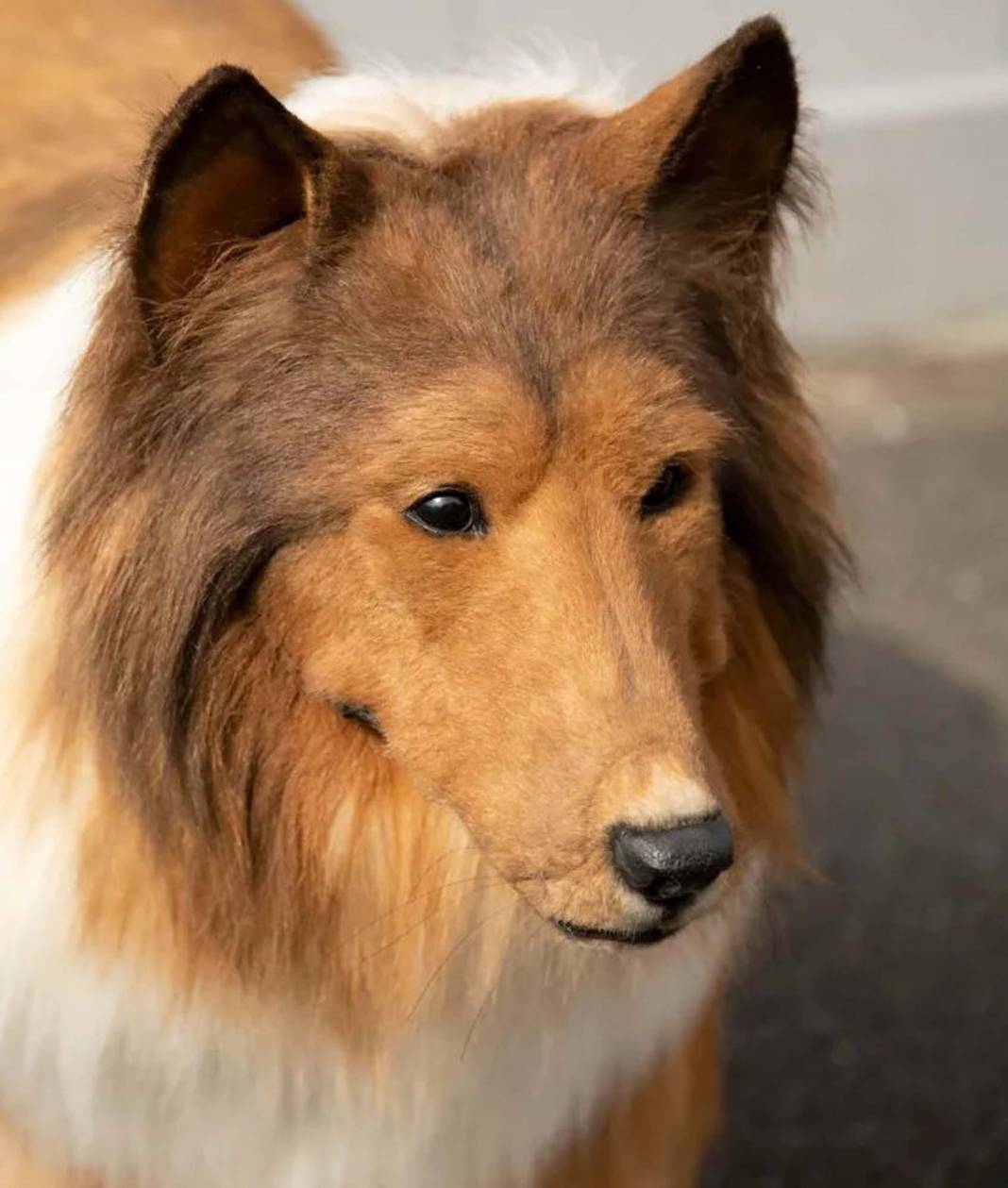 Köpeğe benzemek için binlerce dolar harcadı! Hayali hayvan olmak olan adamın yaptığına şoke olacaksınız... 7