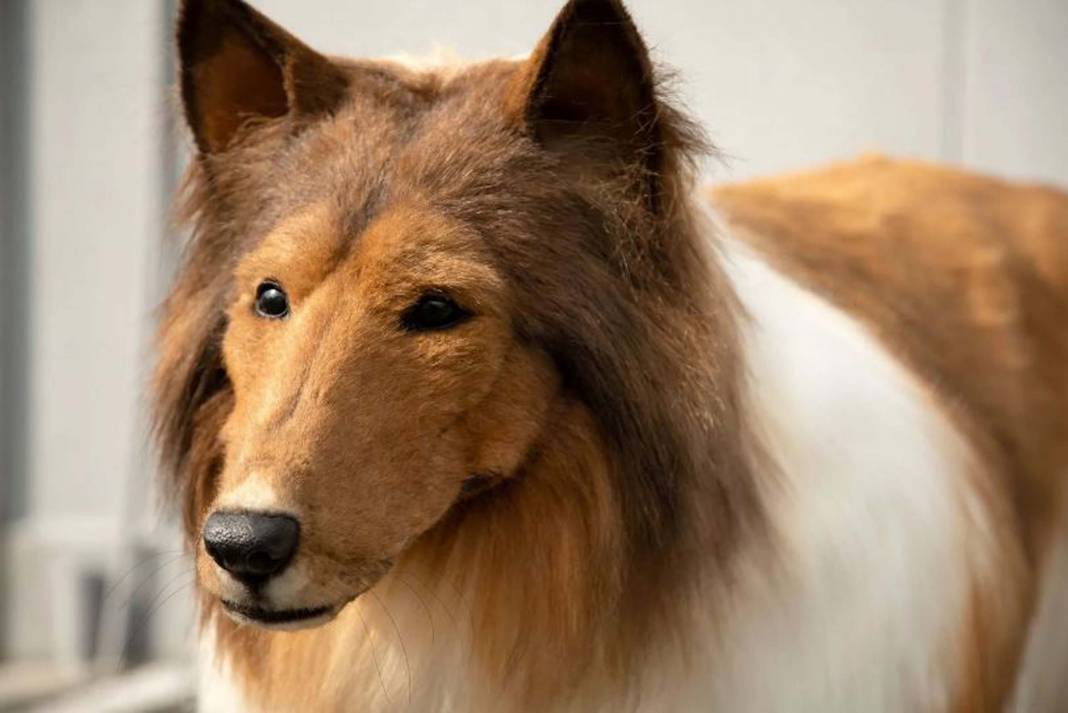 Köpeğe benzemek için binlerce dolar harcadı! Hayali hayvan olmak olan adamın yaptığına şoke olacaksınız... 2