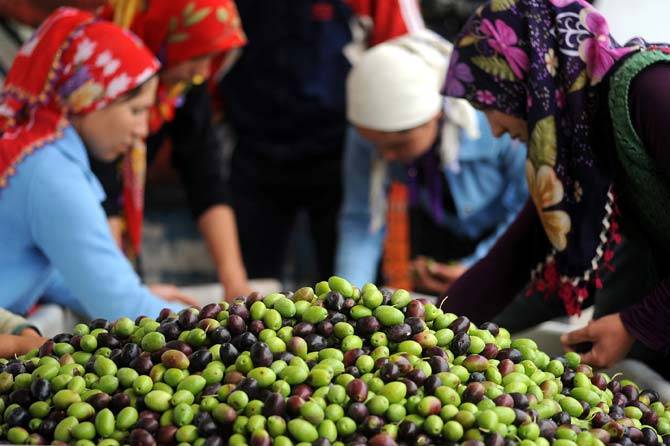 Türk zeytinyağı firması 28 ülke arasında, dünyada 1. oldu! 4