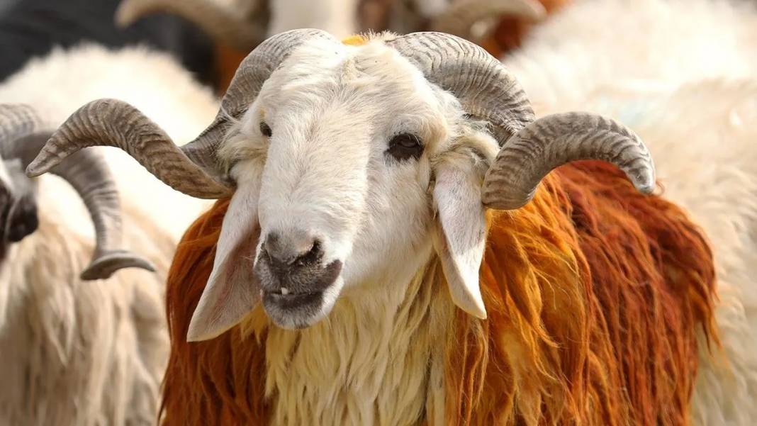 Kurban bayramı yaklaşıyor: 2025 Kurban vekalet ücretleri açıklandı! 2